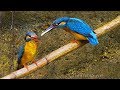 Зимородок (Alcedo atthis) - Kingfisher | Film Studio Aves