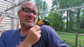 Our 3rd and last outside recess for today... Eddy and Ricky, and Gilly and Kyle 🥰 by Providence Meadow Caique Sanctuary 197 views 2 days ago 6 minutes, 2 seconds