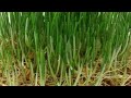#Youtube shorts  wheat Grass hydroponics
