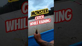 Monster Prawn Attack While Raining!