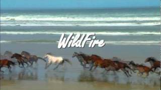 Video thumbnail of "WildFire - Michael Martin Murphy - An Amazing Song!"