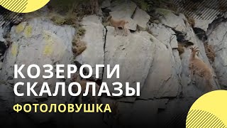 Козероги в Саяно-Шушенском показали мастер-класс по скалолазанию