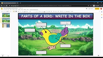 Parts of a bird: Drag and Drop Google Slides Worksheet