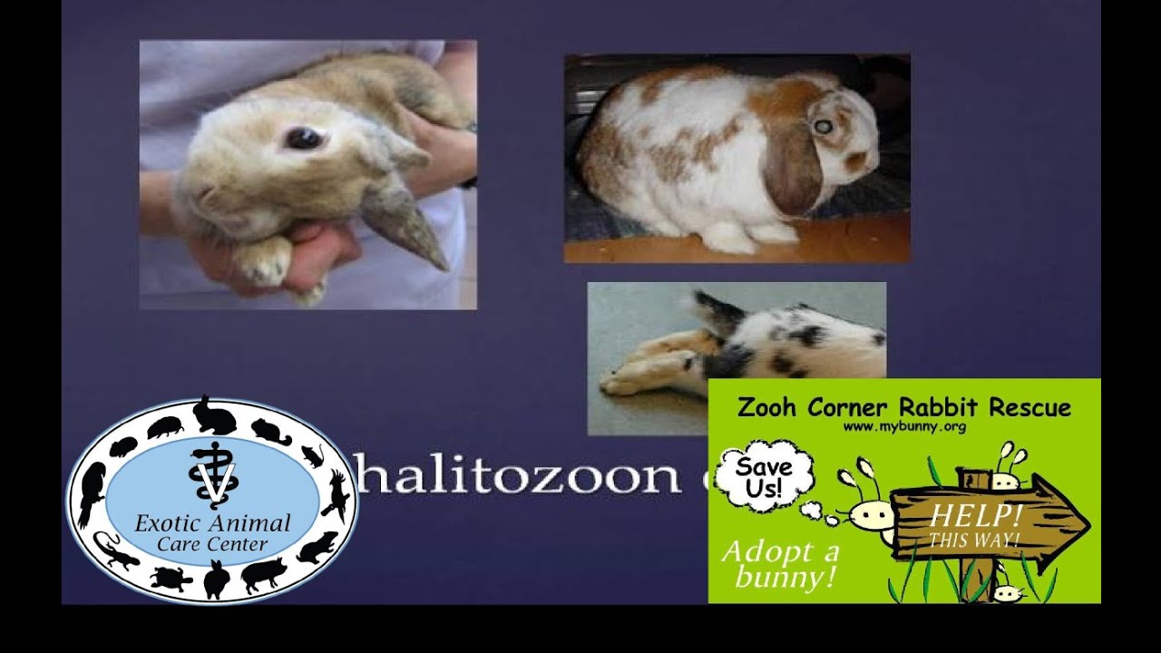 Common Rabbit Diseases & Illnesses - E. Cuniculi - YouTube