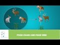 Trophic Levels and Energy Flow in Ecosystems