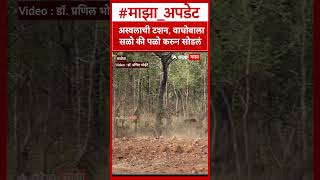 Tiger Vs Bear Fight : अस्वलाची टशन, वाघोबाला सळो की पळो करुन सोडलं : ABP Majha