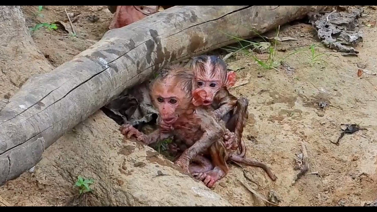 The water is boiling because the two monkeys have to swim across the river together.