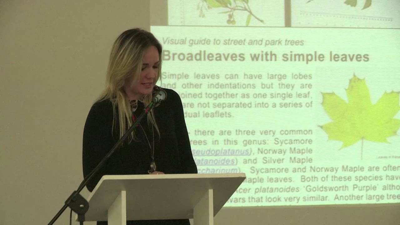 Rachel Ward: Treezilla