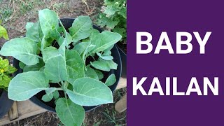 Yuk Nanam Sayur Kailan Sendiri Yuk Nanam Sayur Kailan Sendiri