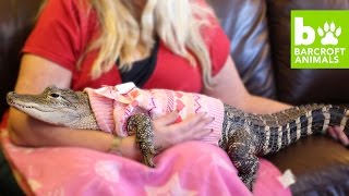 The Worlds Most Pampered Alligator Teaser