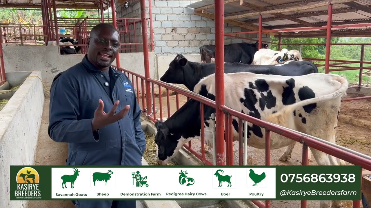 Kasuku Live ku FARM e Mityana 🐄🐄