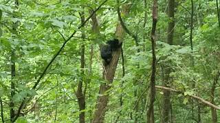 N.Ga.Bear hunting