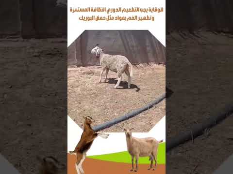 مرض الحمي القلاعية علاجه واسبابة السعودية المزرعه اكسبلور  تربية الأغنام