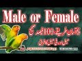 How To Identify Male and Female in Lovebirds, Video No 261