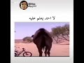 حقد الجمل على صاحب الدراجة حقد الجمل على صاحب الدراجة