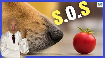 ¿Son tóxicas las tomateras para los perros?