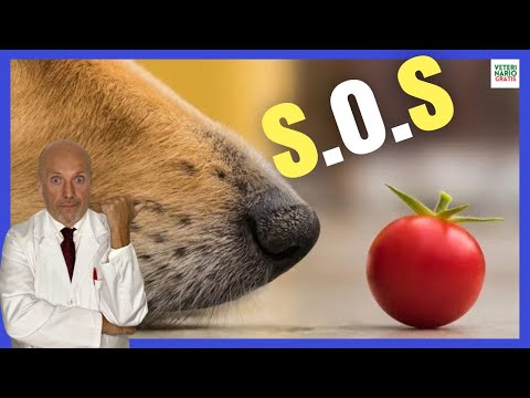 Video: Las 5 mejores recetas de golosinas de perro de mantequilla de maní, parte 2