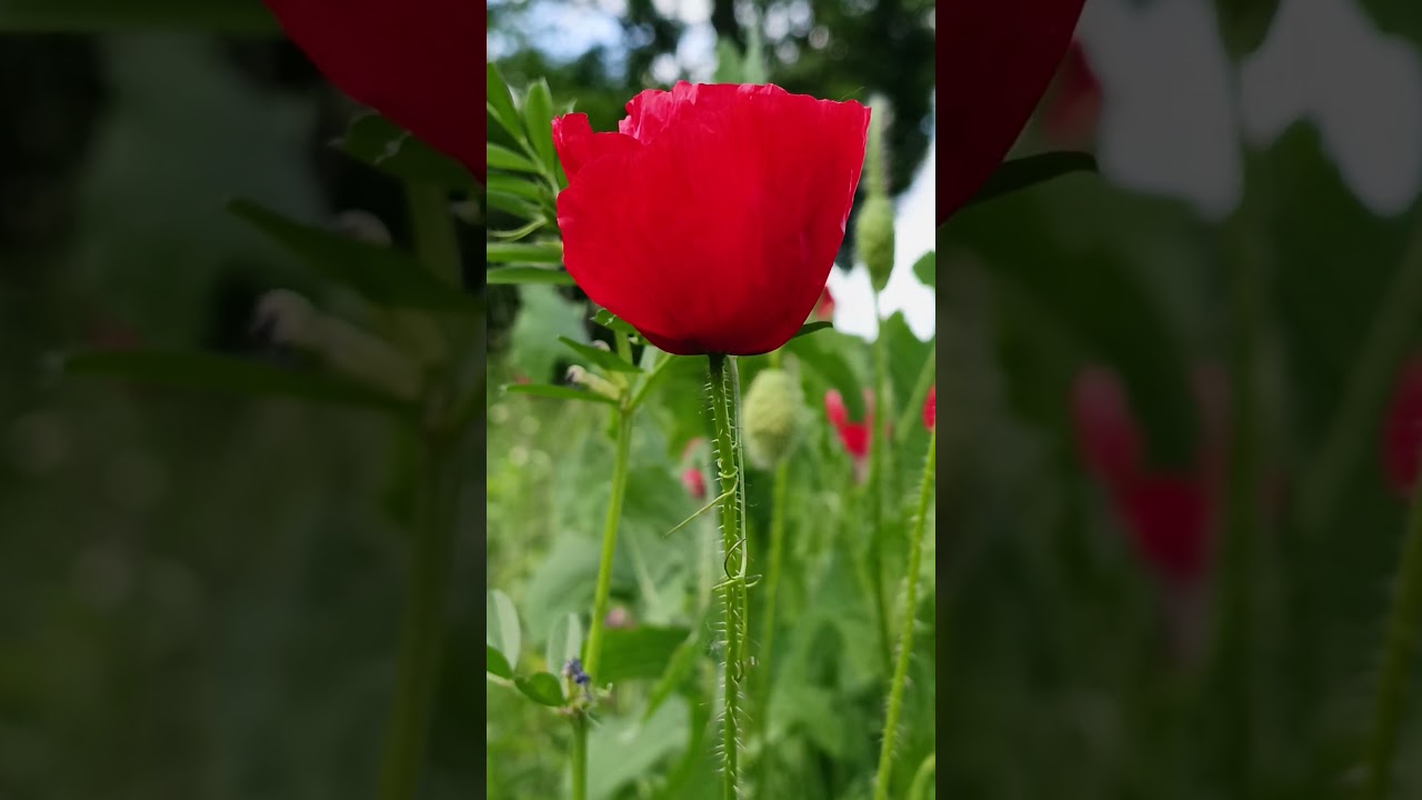 🎥 CLIP 98 | 2 Weeks, 98 Drops 😮 Still Chasing Nature’s Magic ✨