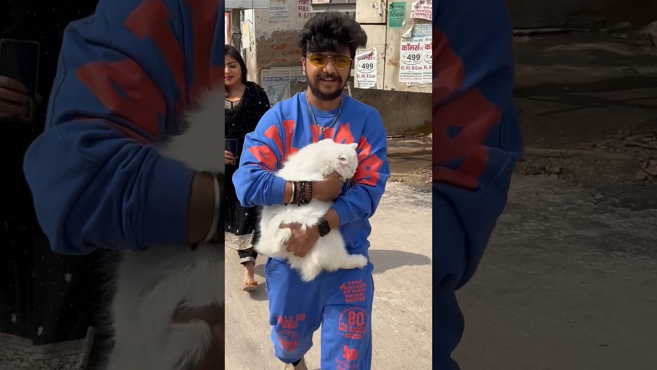Biggest Persian Cat In Patna 🐈 #shorts #minivlog #persiancat #cat
