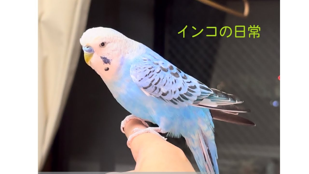 インコの日常 2026.4.9 - YouTube