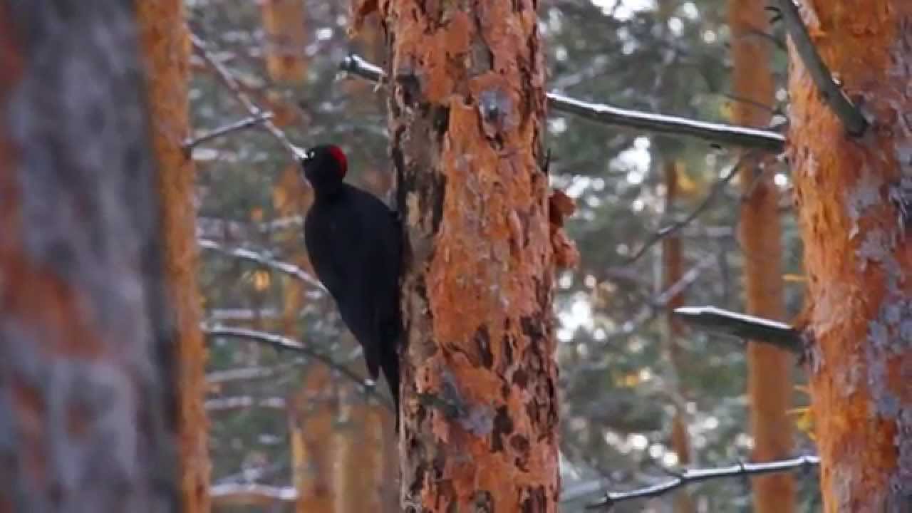 ЖЕЛНА. БОЛЬШОЙ, ЧЁРНЫЙ ДЯТЕЛ - YouTube