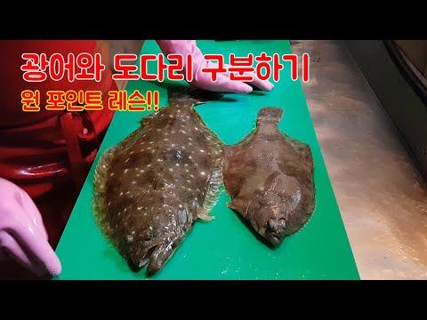 광어와 <strong>도다리</strong> 구분법! 이 영상 하나로 끝!