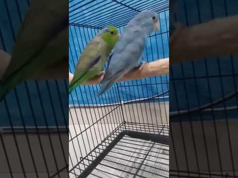 Smallest Parrot In