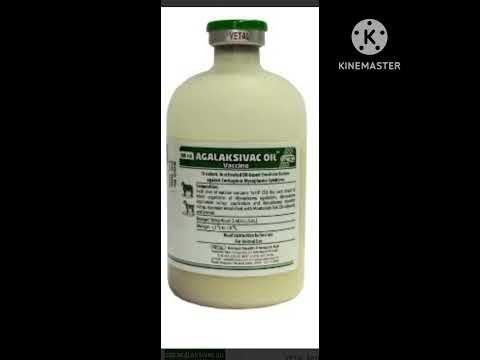 تحصين اجلاكسيفاك  مايكوبلازما ابورمح