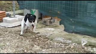 Viral Video UK: Dog and Chicken get it on