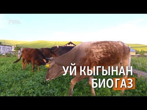 Video: Жыландын курунун өлчөмүн кантип өлчөйсүз?