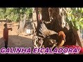 GALINHA CHOCA OVOS EM CIMA DA ÁRVORE E NASCE 13 PINTINHOS LINDOS! POR POUCO ELES NÃO MORRERAM!