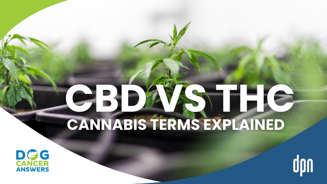 What Is CBD vs. THC vs. Cannabis vs. Marijuana? Terms Explained! | Kate Basedow