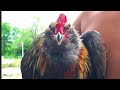 How To Tame An Aggressive Rooster