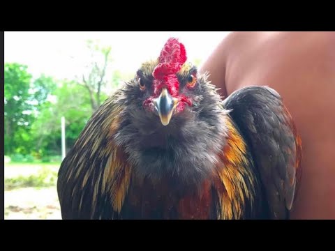Video: Hoe Om 'n Rooster Te Skep