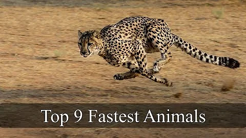 Top 9 Fastest Animals in the World
