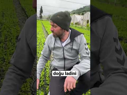 doğu ladini