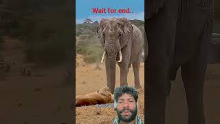Lion attack on elephant 🐘#lion #wildlife #viral #reaction