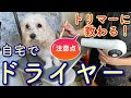 【トリマーが教える】自宅でドライヤーする時の注意点【№168】