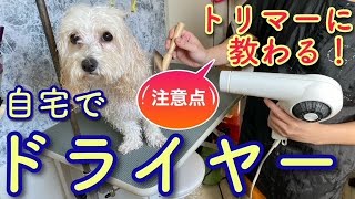 【トリマーが教える】自宅でドライヤーする時の注意点【№168】