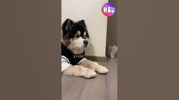 Ơ tui là ai, đây là đâu 🤣 #Shorts #Yeuluofficial #Yeulu