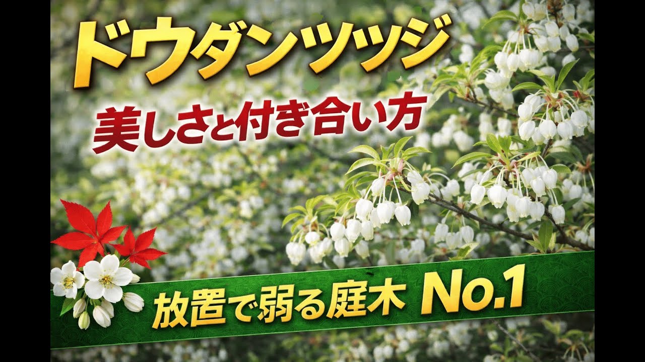 ドウダンツツジ｜美しさと付き合い方