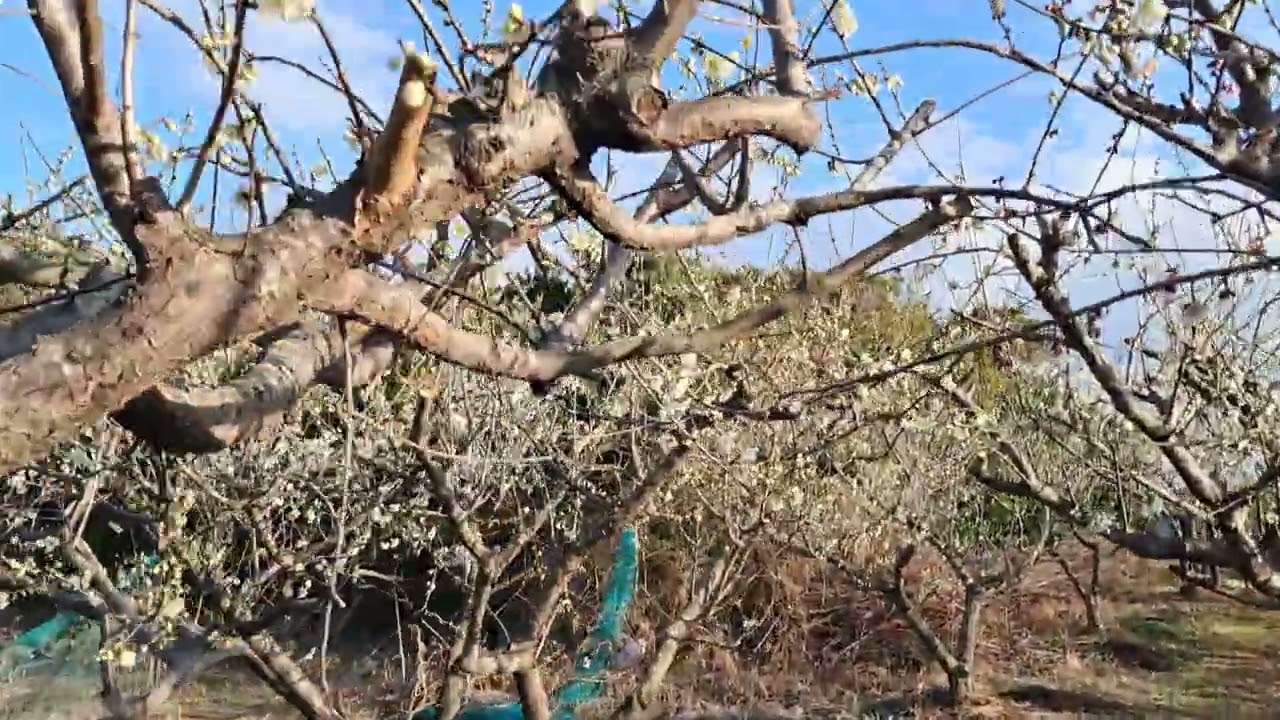 와온해변에 매실꽃이 피고있어요!!