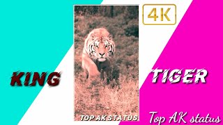 Tiger Attitude Whatsapp Status Tiger Attitude Status 