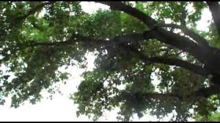 Squirrel Mating 1 - Trees