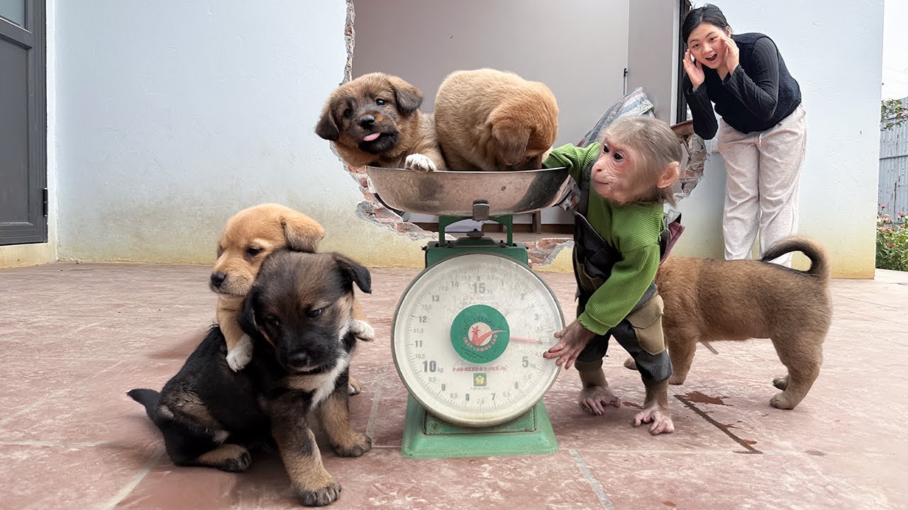 How adorable! Lala takes such good care of the puppies that they grow up so quickly