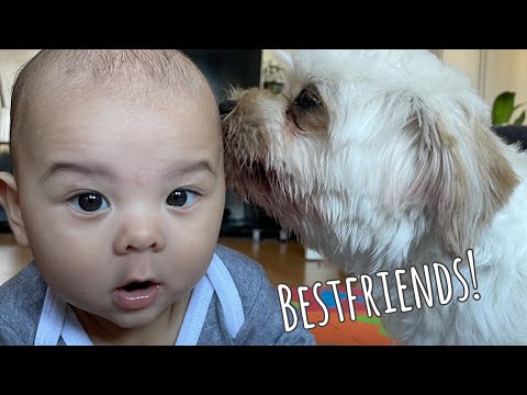 Heartwarming bonding of my newborn and my dog ? | compilation video of baby and cute dog