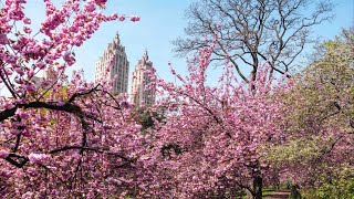 Spring Starts In New York | Beautiful Cherry Blossom Trees | 2023 Spring Vlog | Come Walk With Me