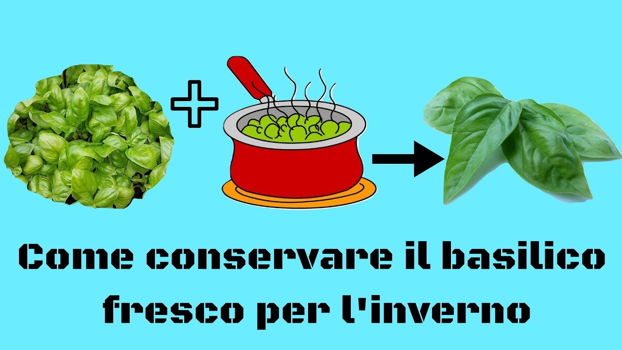 Come Conservare Il Basilico Fresco Per L Inverno Youtube