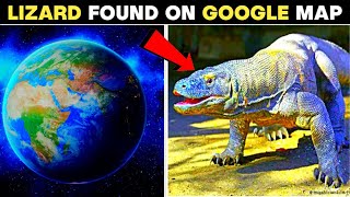 गगल मप पर दख छपकल Lizard Found On Google Map