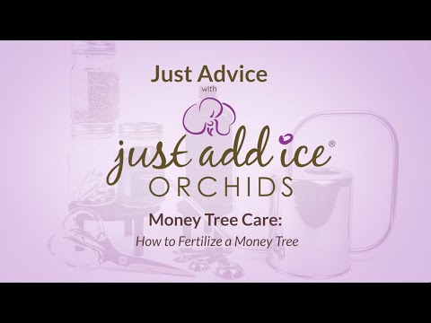 Money Tree Care: How to Fertilize a Money Tree